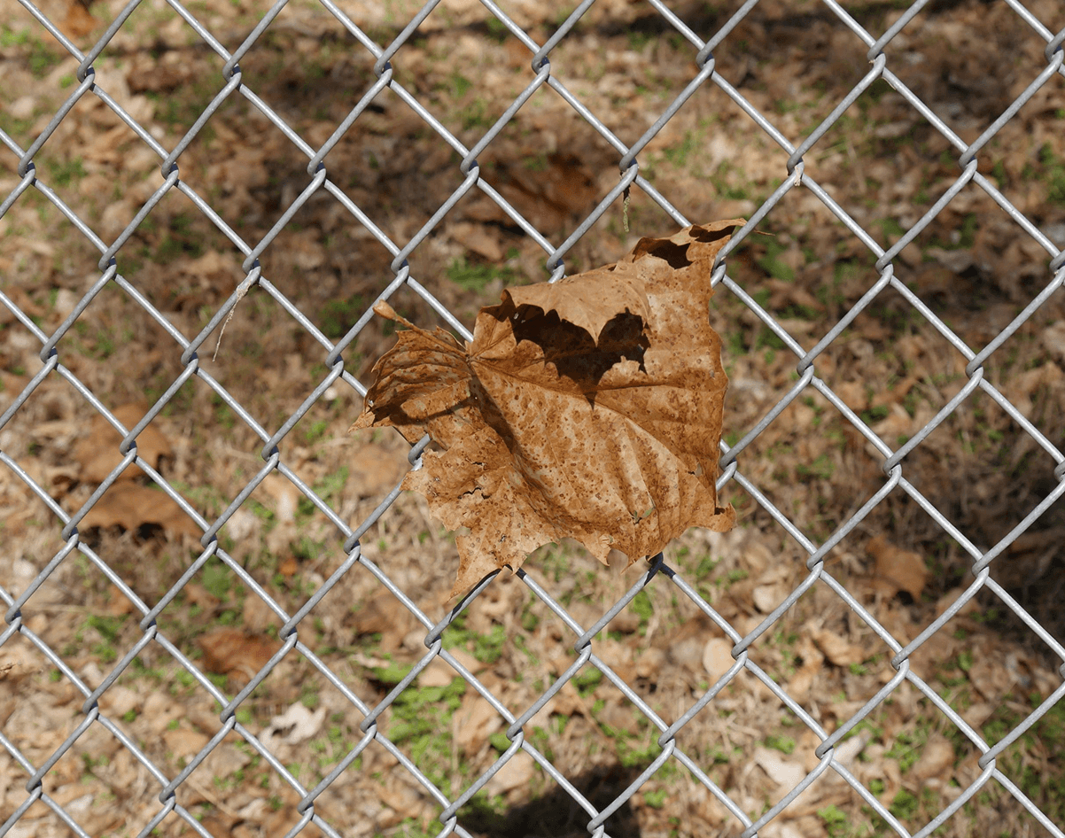Brown leaf stuck on metal fence