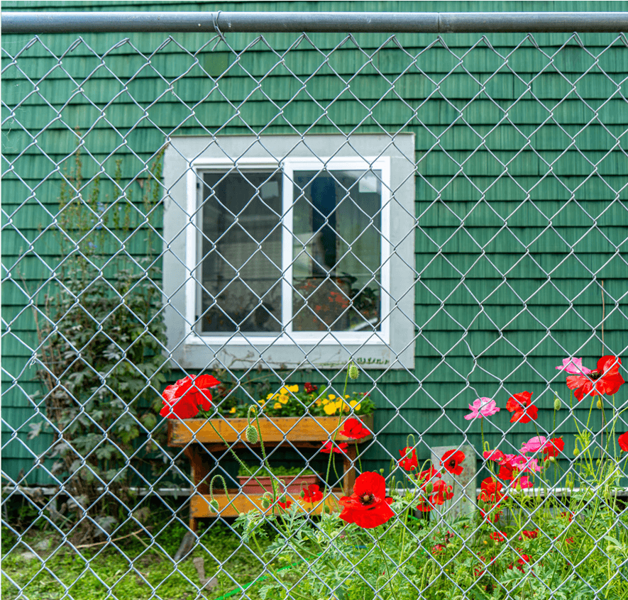 Colorful flowers in front of green house