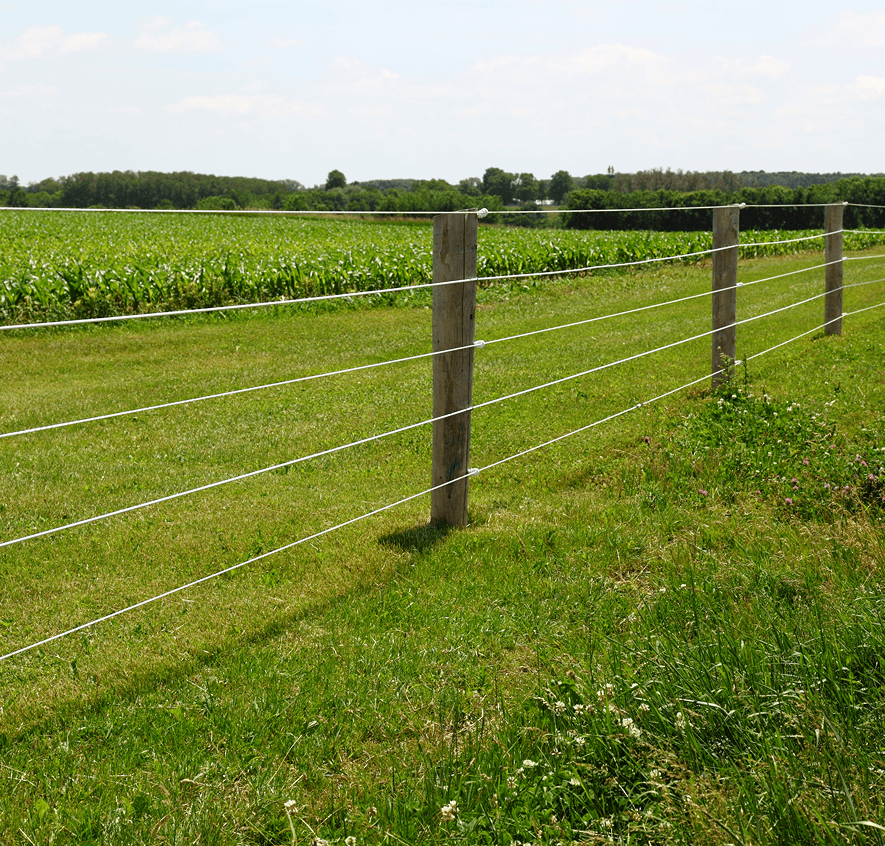 Farm fence bordering cornfield