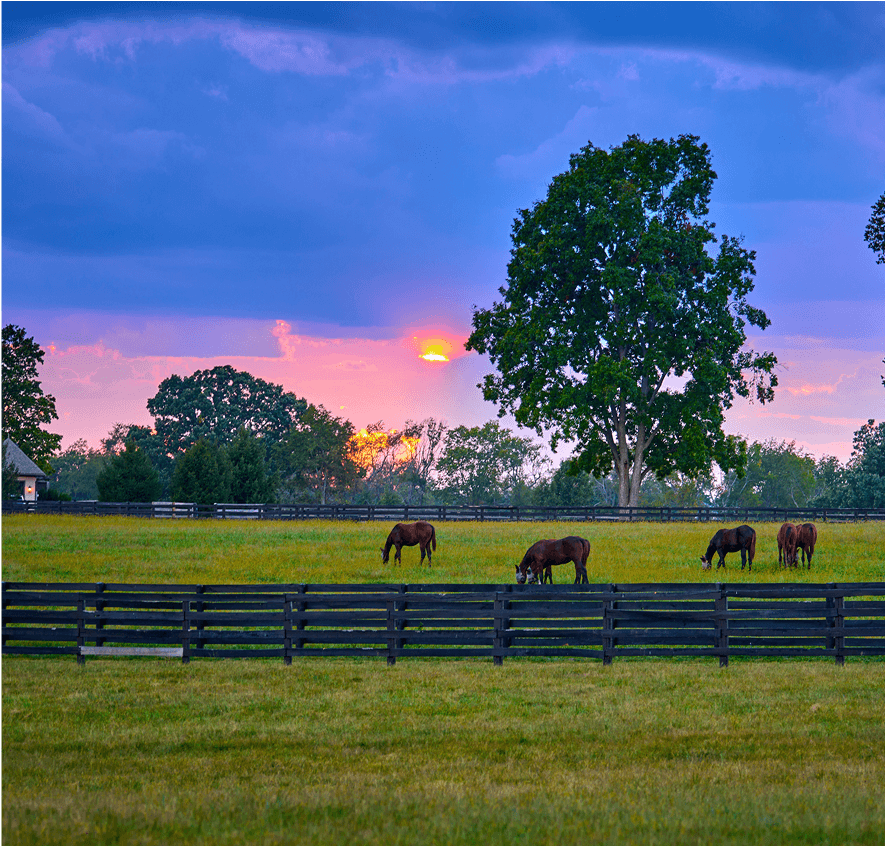 Horses grazing in a sunset pasture