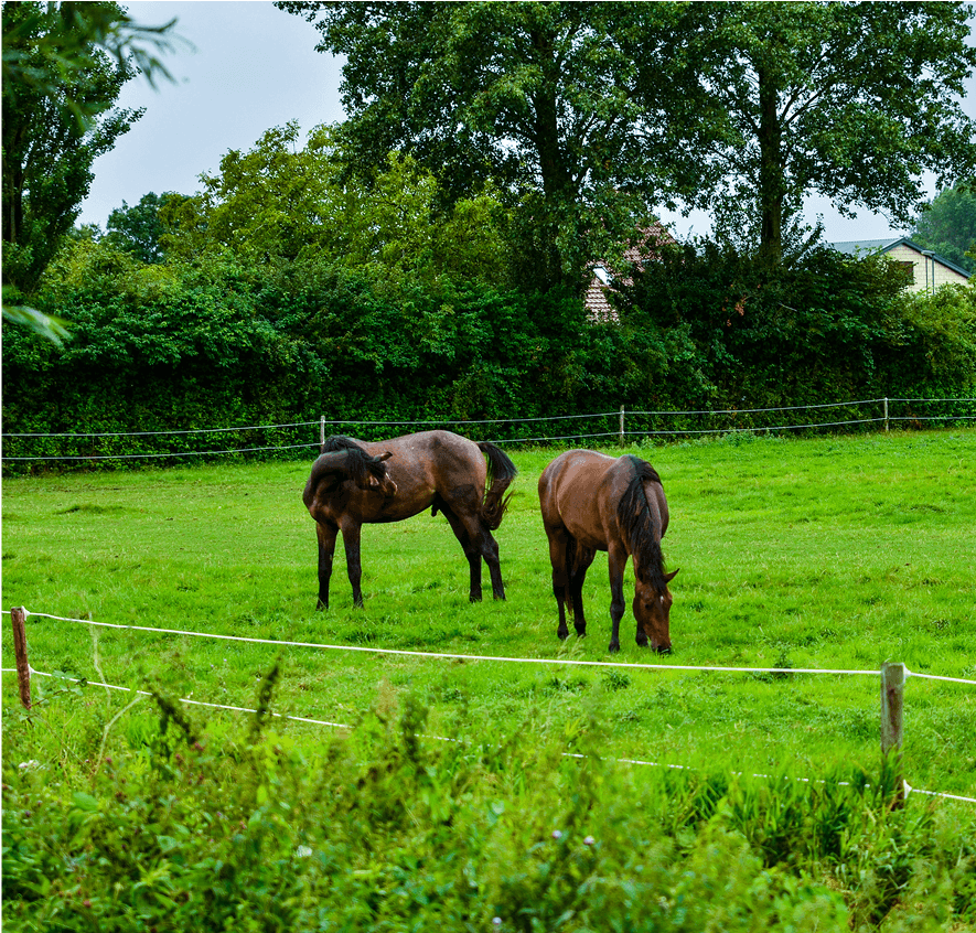 Peaceful horses in countryside setting